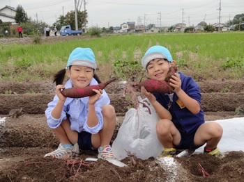 園での生活　平成29年度　お芋掘り01