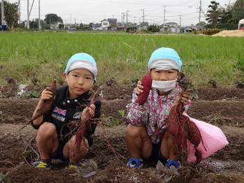 園での生活　平成29年度　お芋掘り02