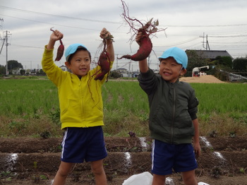 園での生活　平成29年度　お芋掘り03