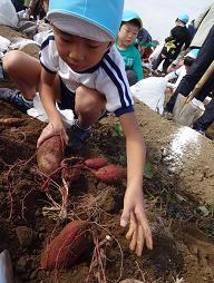 芋掘り遠足の画像3