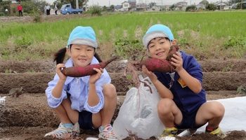 園での生活　平成29年度　お芋掘り01